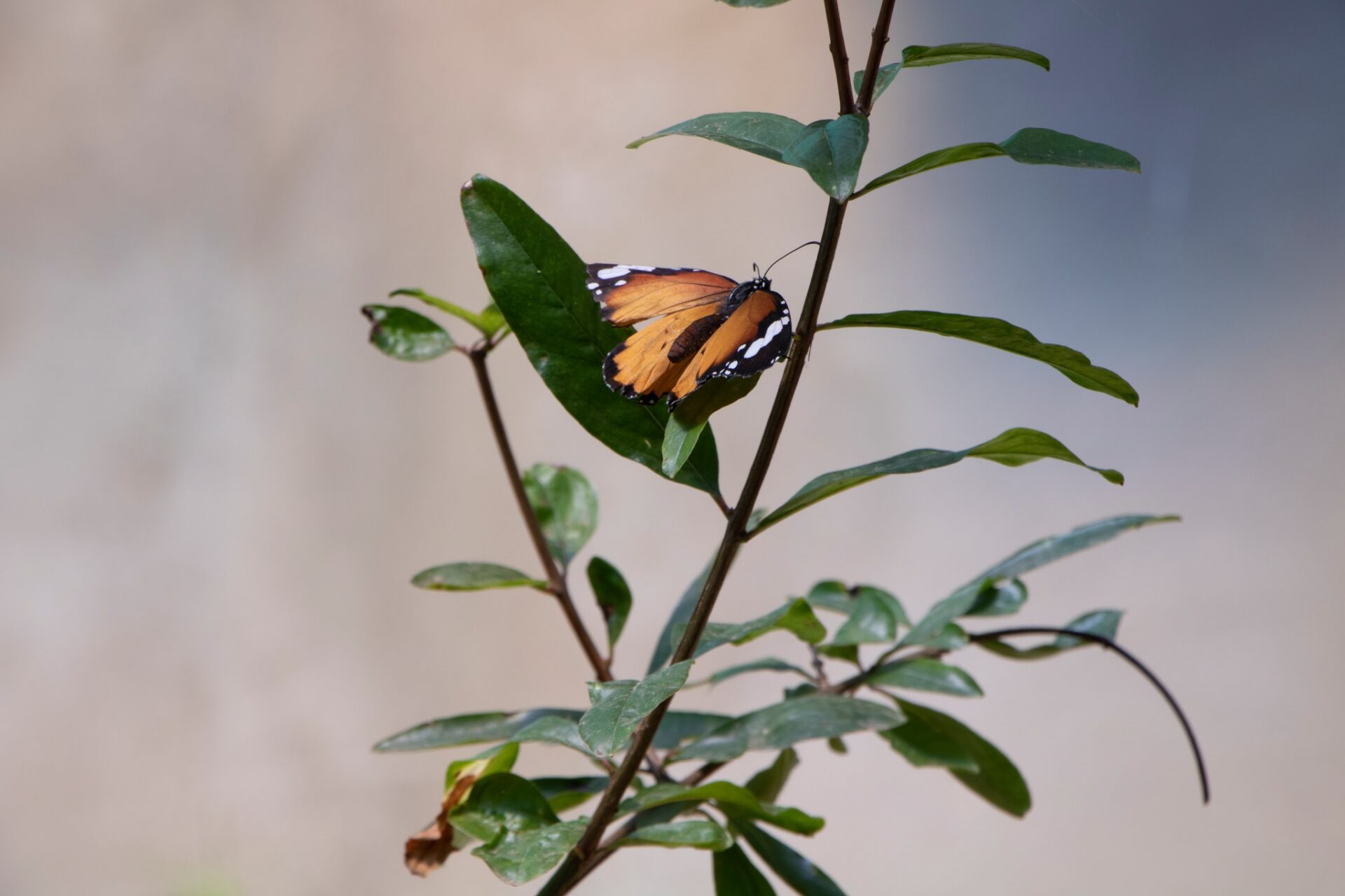 ZA BIBIKELY Botanical Garden