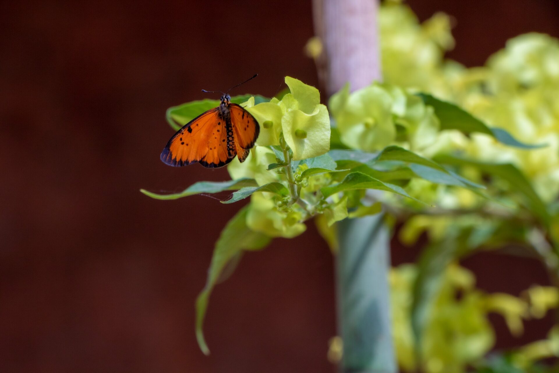 ZA BIBIKELY Botanical Garden