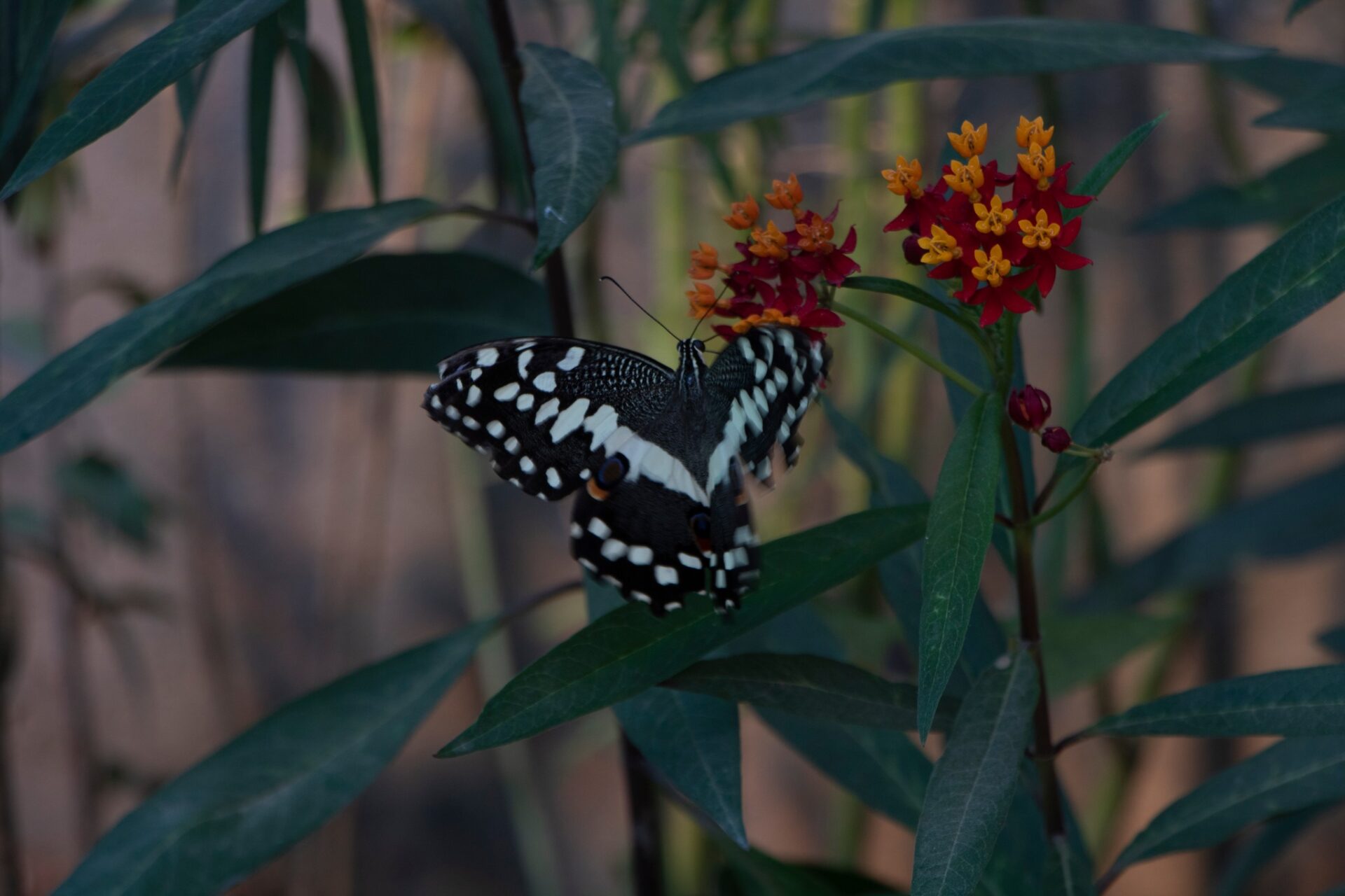 ZA BIBIKELY Botanical Garden