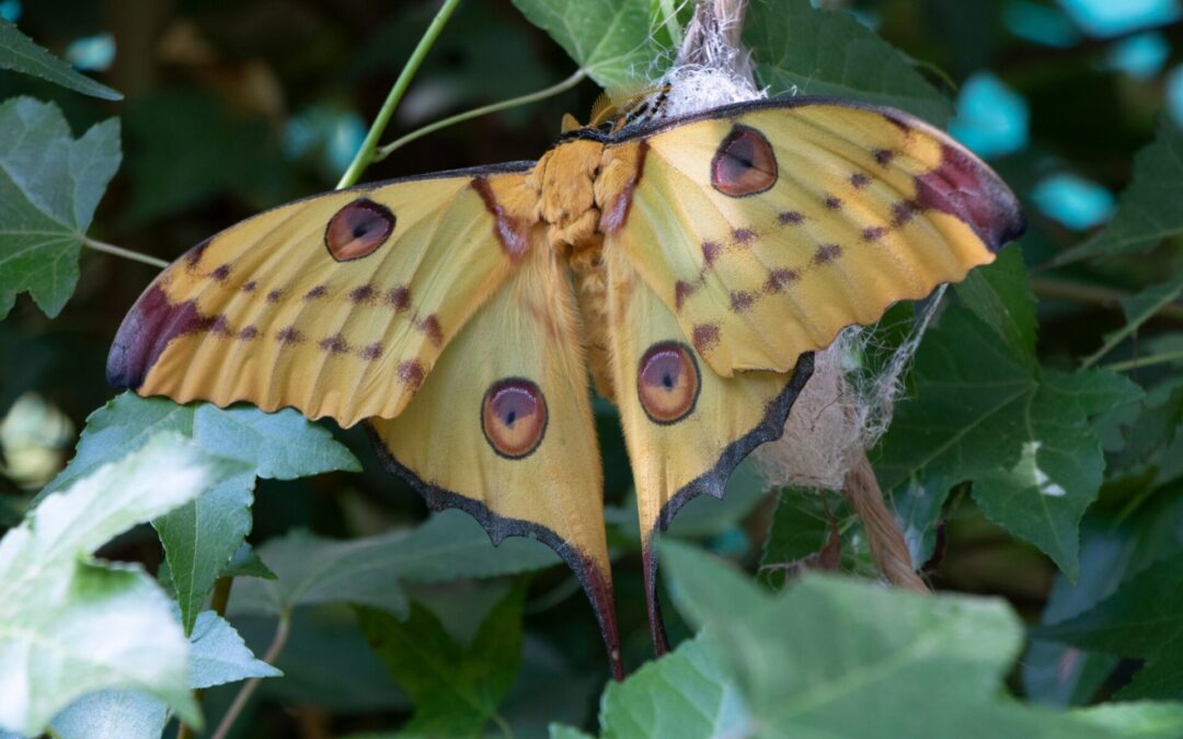 INAUGURATION OF THE INSECTARIUM ZA BIBIKELY BOTANICAL GARDEN